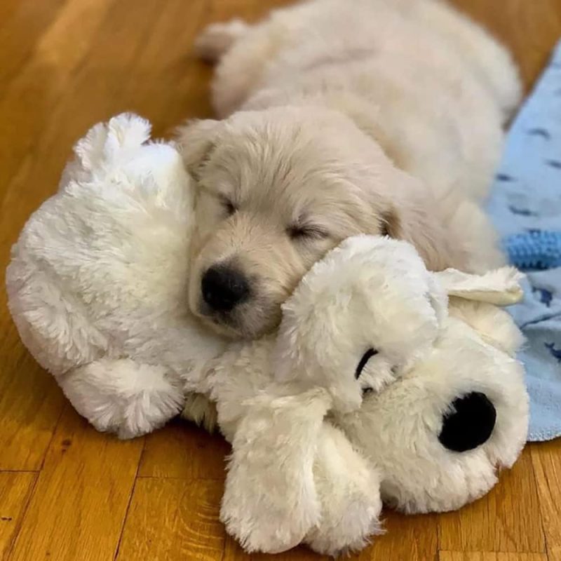 Original Snuggle Puppy Heartbeat Stuffed Toy for Dogs. Pet Anxiety Relief and Calming Aid, Comfort Toy for Behavioral Training - Image 6