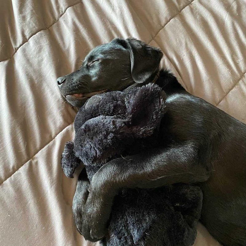 Original Snuggle Puppy Heartbeat Stuffed Toy for Dogs. Pet Anxiety Relief and Calming Aid, Comfort Toy for Behavioral Training - Image 32