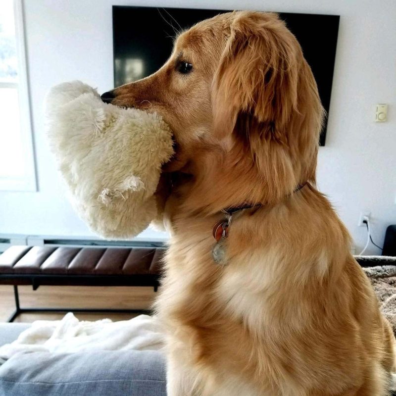 Original Snuggle Puppy Heartbeat Stuffed Toy for Dogs. Pet Anxiety Relief and Calming Aid, Comfort Toy for Behavioral Training - Image 5