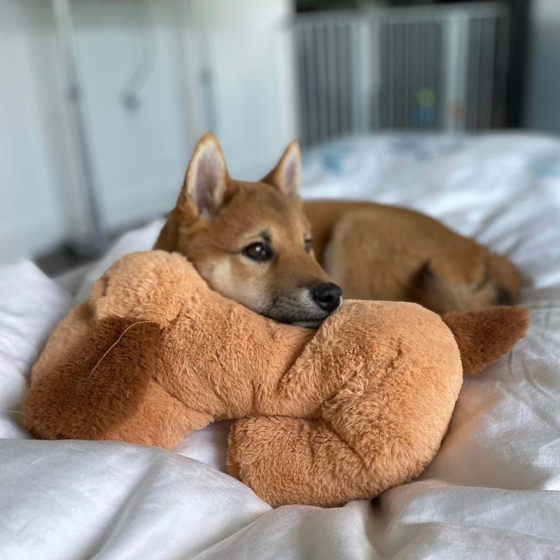 Original Snuggle Puppy Heartbeat Stuffed Toy for Dogs. Pet Anxiety Relief and Calming Aid, Comfort Toy for Behavioral Training - Image 26