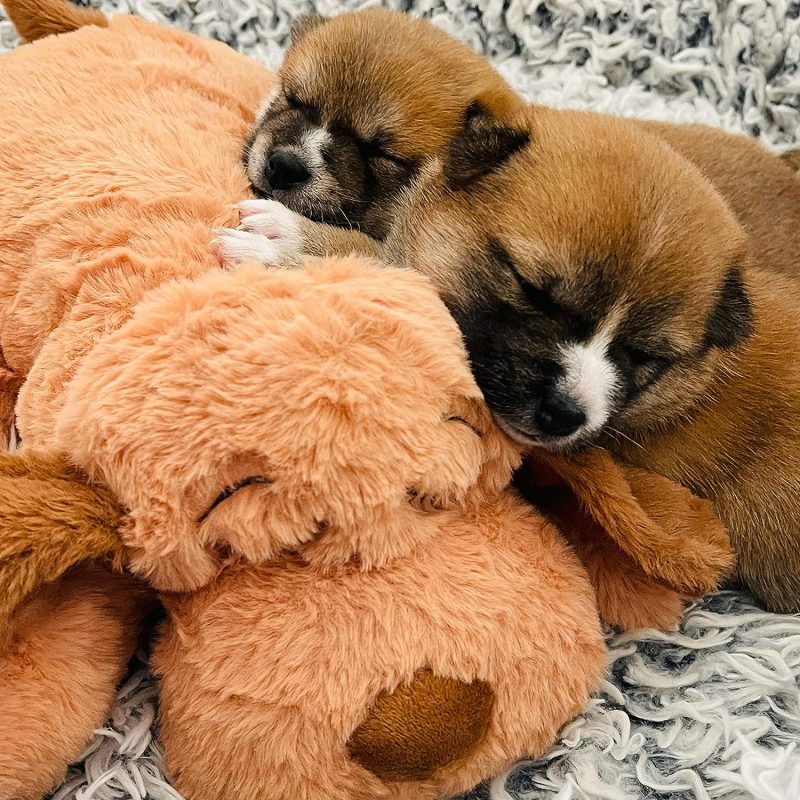 Original Snuggle Puppy Heartbeat Stuffed Toy for Dogs. Pet Anxiety Relief and Calming Aid, Comfort Toy for Behavioral Training - Image 27