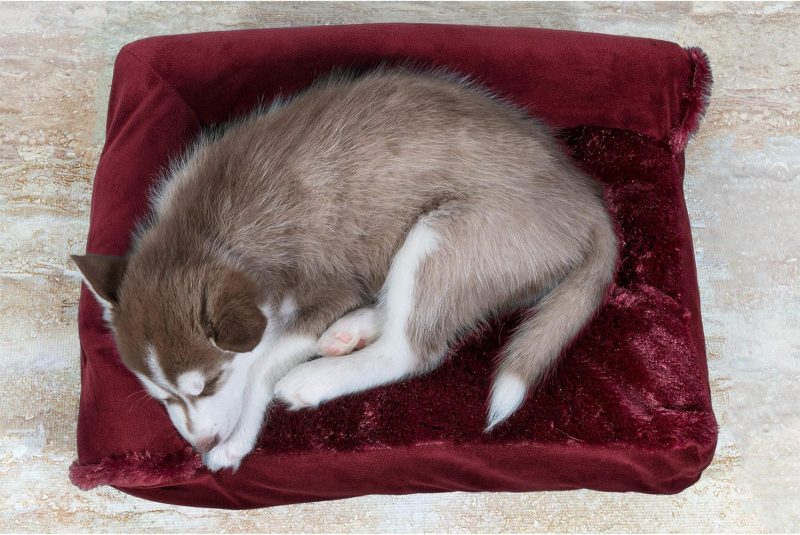 Furhaven Cooling Gel Dog Bed for Large/Medium Dogs w/ Removable Bolsters & Washable Cover, For Dogs Up to 55 lbs - Plush & - Image 439