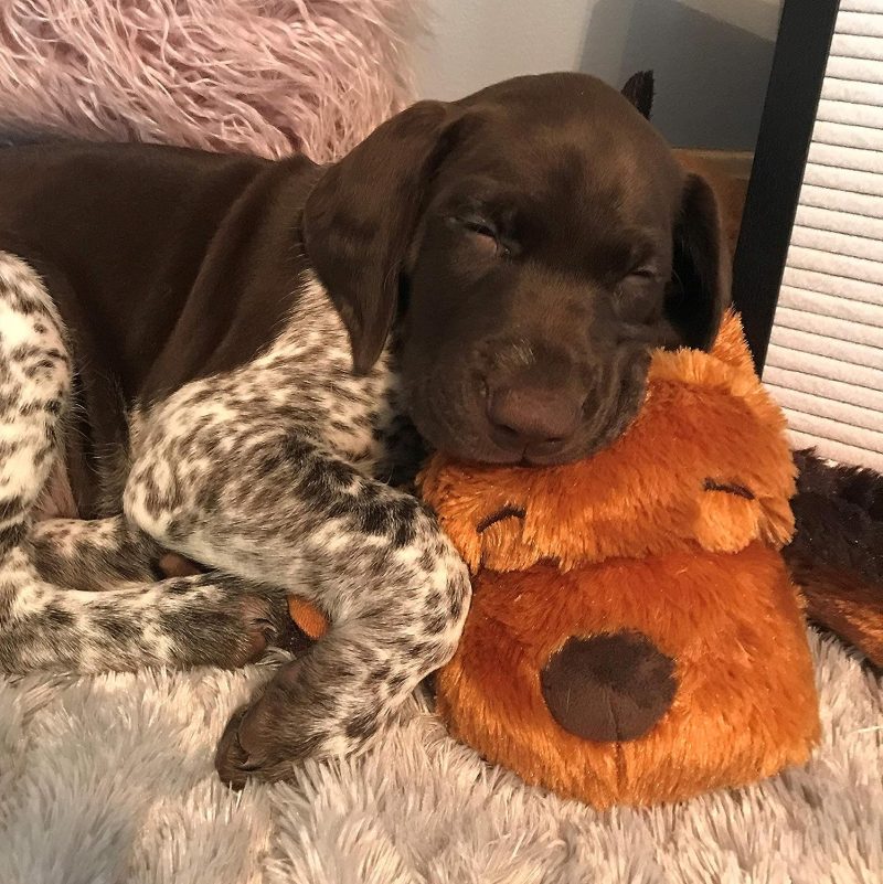 Original Snuggle Puppy Heartbeat Stuffed Toy for Dogs. Pet Anxiety Relief and Calming Aid, Comfort Toy for Behavioral Training - Image 12