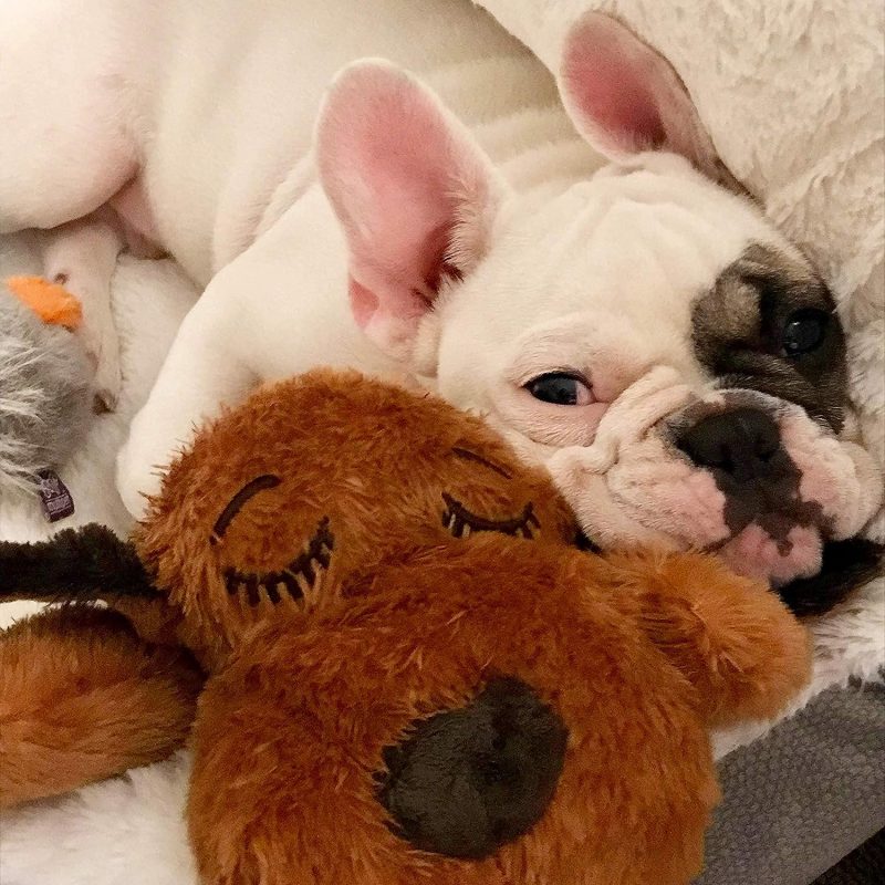 Original Snuggle Puppy Heartbeat Stuffed Toy for Dogs. Pet Anxiety Relief and Calming Aid, Comfort Toy for Behavioral Training - Image 13