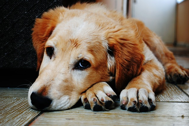 How Stress Affects Your Dog's Health