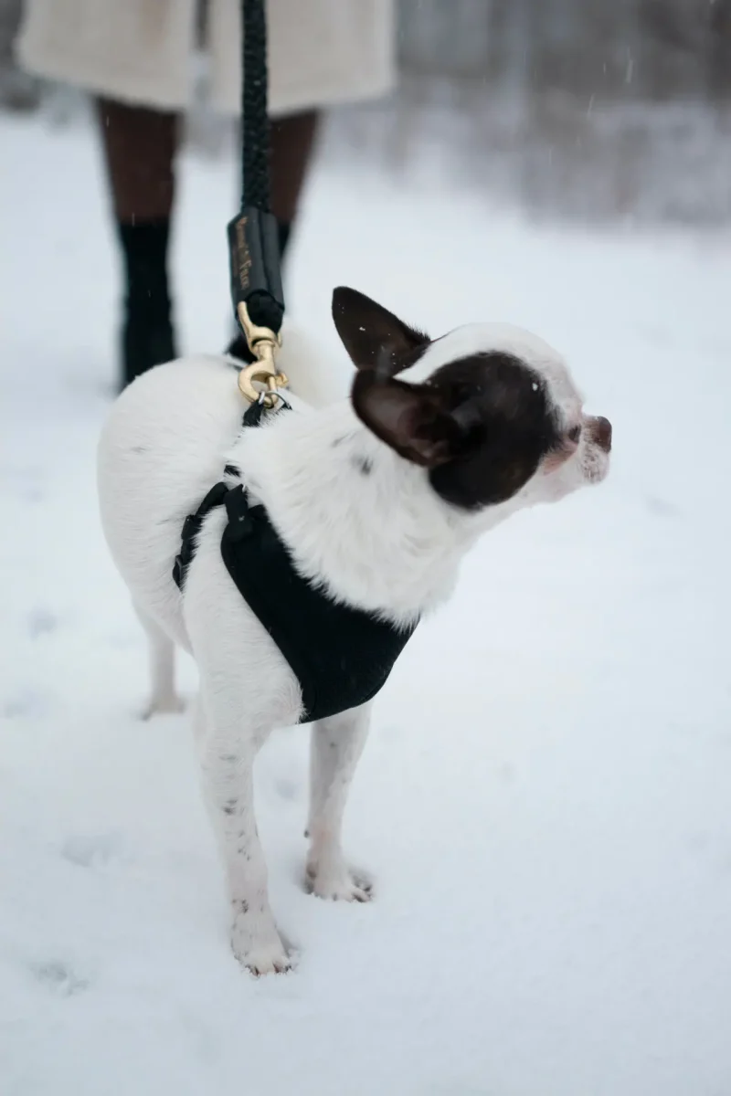 Rope Leash for Dogs (Standalone) - Image 6