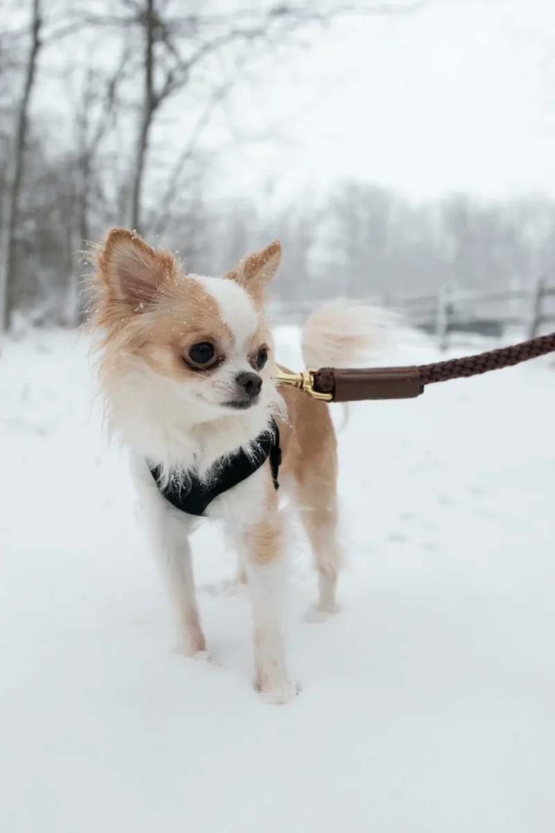 Rope Leash for Dogs (Standalone) - Image 8